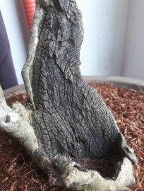 Em là Hồng Quân văn nhân...