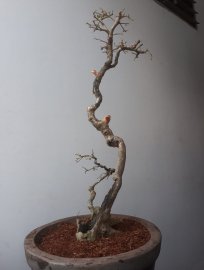 Em là Hồng Quân văn nhân...