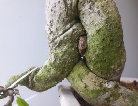 Em là Hoàng Anh Mộc ( Dúi ) ...