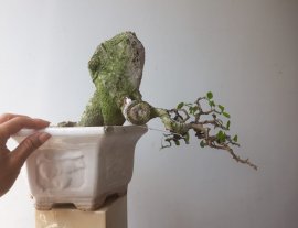Em là Hoàng Anh Mộc ( Dúi ) ...