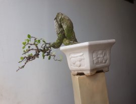 Em là Hoàng Anh Mộc ( Dúi ) ...