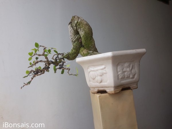 Em là Hoàng Anh Mộc ( Dúi ) ...