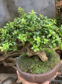 Củ hải châu sông cầu vào mùa full trái