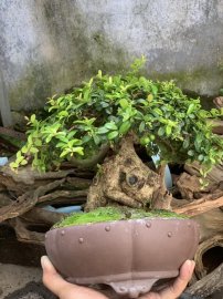 Củ hải châu sông cầu vào mùa full trái