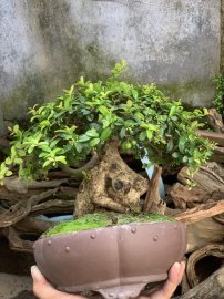 Củ hải châu sông cầu vào mùa full trái
