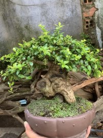 Củ hải châu sông cầu vào mùa full trái