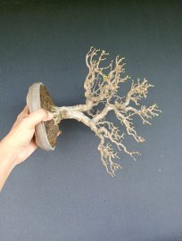 Mai chiếu thủy