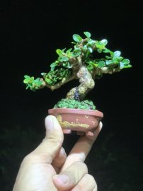 Nhỏ thôi nhưng cưng lắm