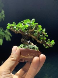 Nhỏ thôi nhưng cưng lắm