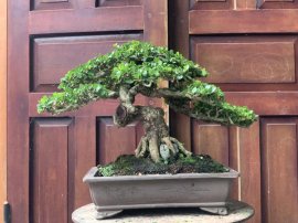 Sam trái nghiêng hồi đầu