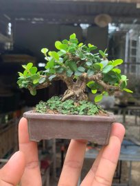 Sam trái mini giá vài xị