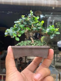 Sam trái mini giá vài xị