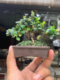 Sam trái mini giá vài xị
