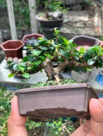 Sam trái mini giá vài xị