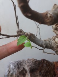 Em là Sếu lông nhè đá...