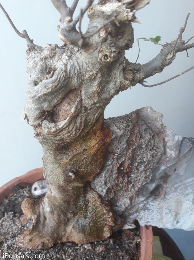 Em là Sếu lông nhè đá...