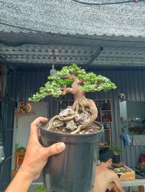 Sam hương kí đá