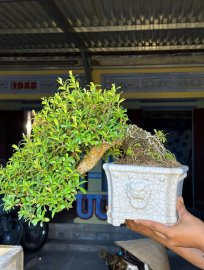 Hải châu sông cầu đổ lá rí chậu tàu xịn hết kẻm