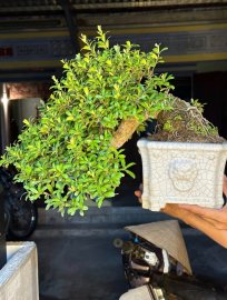 Scopolia nana waterfall tree 