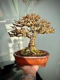 Antidesma acidum bonsai tree