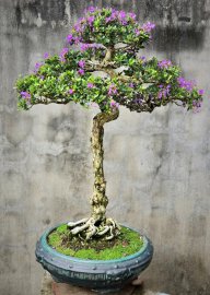 Linh sam già hoa trổ ngát hương