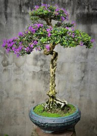 Linh sam già hoa trổ ngát hương
