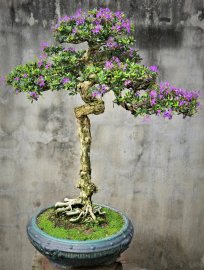 Linh sam già hoa trổ ngát hương