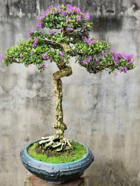 Desmodium unifoliatum bonsai tree