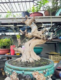 Desmodium unifoliatum tree in training