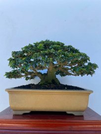 Triphasia trifolia tree