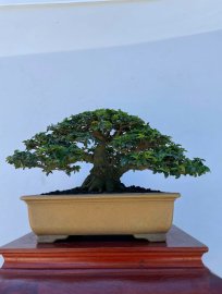 Triphasia trifolia tree