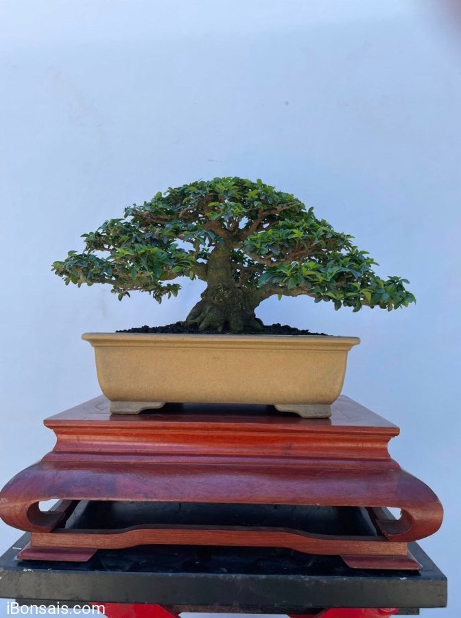 Triphasia trifolia tree