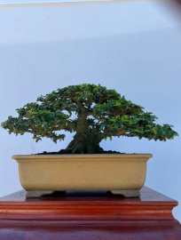 Triphasia trifolia tree
