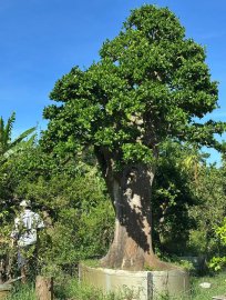 Streblus asper Lour mature tree