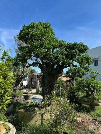 Streblus asper Lour mature tree