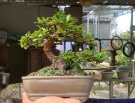 Scopolia nana tree 