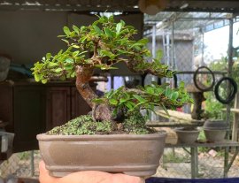 Scopolia nana tree 