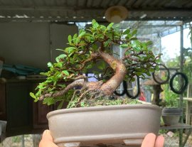Scopolia nana tree 