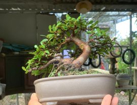 Scopolia nana tree 