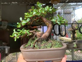 Scopolia nana tree 