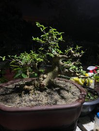 MCT da đen lá trung
