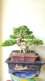 Antidesma acidum fruit tree