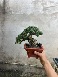 Antidesma acidum mini tree
