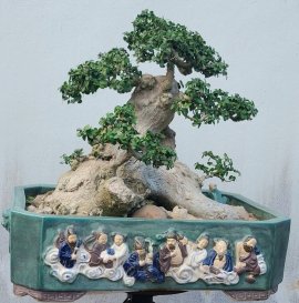 Streblus asper lour mature tree