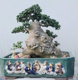 Streblus asper lour mature tree