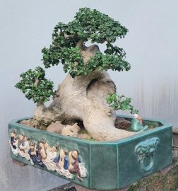 Streblus asper lour mature tree