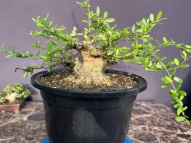 E còn 1 cây linh sam Tùng nguyên mập ú gl cùng ae