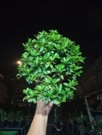 Hồng trang ❤️