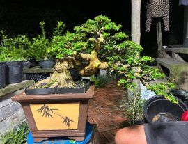 Sam hương bonsai dáng bay