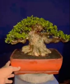 Mai chiếu thủy